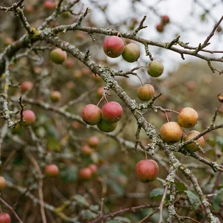 Wild apples